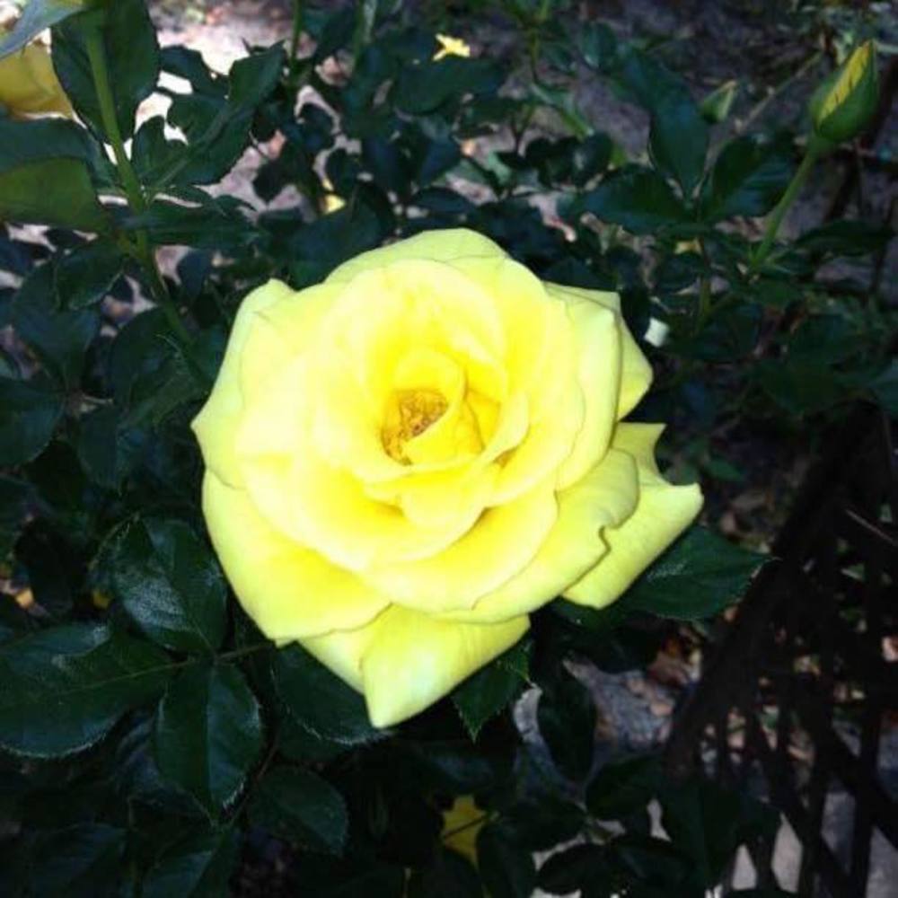 Meet your Posher, Lydia